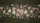 Dense Floral Bloom Green Leaves Berry Clusters - Car Interior Upgrade Car Sunshade - 7