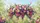 Pink Yellow Purple Floral Butterfly Garden Cascade Car Interior Upgrade Car Sunshade - 7