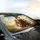 Diverse Guinea Pigs Open Road Adventure - Road Trip Car Interior Upgrade Accessory Car Sunshade - 6