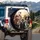Happy Dogs Wearing Hats Group Portrait with Corgi - Adventure Dog Lover Gift Spare Tire Cover - 3