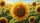duiyfppz/products/6a02e1b534b93b6dbbe2c2ef/gallery/CkDMx1soOX