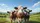 Curious Humorous Cows Green Pasture - Road Trip Essentials Cow Lover Gift Car Sunshade - 7