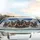 Majestic German Shepherd Dogs - Road Trip Gift for Loyal Dog Lovers Car Sunshade - 5