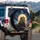 Golden-Maned Lion Celestial Night - Wildlife Lover Vehicle Accessory Spare Tire Cover - 3