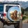Cheerful Fluffy Dogs Rolling Hills Sky Scene - Pet Owner Outdoor Adventure Gift Spare Tire Cover - 3