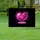 duiyfppz/products/6a047f7c83ebb18cc026f982/gallery/1J6aS4IsEG