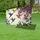 duiyfppz/products/6a0480e65e9ce5410d842134/gallery/zW3bIskP3A