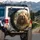 Grizzly Bear Snarl Forest Wilderness - Wildlife Lover Gift Spare Tire Cover - 3