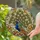 Peacock Fanned Tail Autumnal Foliage - Home Decor Gift for Bird Lover Stained Glass Suncatcher - 2
