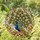 Peacock Fanned Tail Autumnal Foliage - Home Decor Gift for Bird Lover Stained Glass Suncatcher - 1
