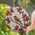 Colorful Perched Bird Branch Red Berries Swirling Glass - Nature Lover Home Decor Gift Stained Glass Suncatcher - 2