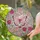 Delicate Pink Butterfly Blooming Roses Lush Greenery - Home Decor Gift Stained Glass Suncatcher - 2