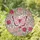 Delicate Pink Butterfly Blooming Roses Lush Greenery - Home Decor Gift Stained Glass Suncatcher - 1