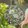 Blooming Magnolia Pink Bud Green Leaf Branch - Home Decor Gift for Housewarming Stained Glass Suncatcher - 2