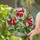 Hummingbird Red Flowers Botanical - Wildlife Home Decor Gift Stained Glass Suncatcher - 2