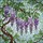 Cascading Wisteria Flowers Stained Glass Mosaic Lattice - Botanical Home Decor Gift Stained Glass Suncatcher - 5