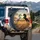 Black White Rearing Horses Wild Herd Golden Prairie - Wildlife Lover Gift Spare Tire Cover - 3