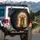 Golden Retriever Puppy Paws Over Eyes Black Background Foliage Decor - Dog Lover Gift Spare Tire Cover - 3