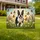 Boston Terrier Dog Wildflower Monarch Butterfly - Outdoor Pet Lover Home Decor Yard Sign - 1