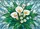 Stained Glass Calla Lily Flowers Rich Yellow Green Leaves Geometric Mosaic - Home Decor Gift Yard Sign - 6
