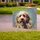 Friendly Goldendoodle Dog Head Portrait - Everyday Home Decor Gift for Pet Lovers Yard Sign - 3