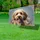 Friendly Goldendoodle Dog Head Portrait - Everyday Home Decor Gift for Pet Lovers Yard Sign - 4