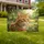 Magnificent Ginger Tabby Cat Emerald Eyes - Garden Decor Cat Lover Gift Yard Sign - 1
