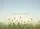 Dandelion Seeds of Hope Field Sky Home Decor Gift Yard Sign - 6