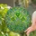 Three Four-Leaf Clovers Ornate Border Mosaic - Home Decor Gift for Garden Lover Stained Glass Suncatcher - 2