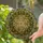 Star of David Laurel Wreath Organic Geometric Mosaic - Everyday Home Decor Gift Stained Glass Suncatcher - 2