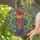 Ruby Red Bird Rainbow Teacups Fuchsia Floral - Home Decor Gift for Bird Lover Stained Glass Suncatcher - 2