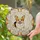 Cheerful Golden Brown Pembroke Welsh Corgi Stained Glass - Home Decor Gift for Dog Lover Stained Glass Suncatcher - 2