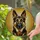 German Shepherd Dog Head Alert Gaze Upright Ears - Home Decor Gift for Dog Lover Stained Glass Suncatcher - 2