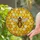 Honey Bee Hexagonal Honeycomb - Wildlife Home Decor Gift for Nature Lovers Stained Glass Suncatcher - 2