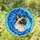 Beige Brown Siamese Cat Head Blue Flowers Turquoise Cyan Field - Cat Lover Home Decor Gift Stained Glass Suncatcher - 1