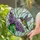 Iridescent Hummingbird Lilac Flowers - Garden Lover Home Decor Gift Stained Glass Suncatcher - 2