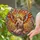 Angel Child Porcelain Face Majestic Wings Kneeling Celestial Swirling Light Home Decor Gift Stained Glass Suncatcher - 2