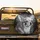 High Contrast Black White Chihuahua Dog Portrait - Pet Lover Gift for Dog Owner Spare Tire Cover - 2