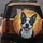 Close-up Pink Tongue Tilted Head Boston Terrier Dog Portrait - Dog Lover Everyday Use Gift Spare Tire Cover - 5