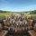 Eight Weimaraner Dogs Pack Vehicle Interior Landscape - Dog Lover Gift Spare Tire Cover - 6