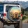 Golden Retriever Driving Tabby Cat Road Trip - Travel Essentials Dog Cat Lovers Gift Spare Tire Cover - 3