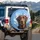 Friendly Chocolate Labrador Portrait Majestic Mountain Vista - Dog Lover Gift Spare Tire Cover - 3