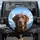 Friendly Chocolate Labrador Portrait Majestic Mountain Vista - Dog Lover Gift Spare Tire Cover - 1