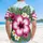 duiyfppz/products/6a1024f5a24887825568e502/gallery/1aeDVYZnss