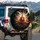 Surprised Chicken Face Wild Feathers - Farmhouse Home Decor Gift for Chicken Lover Spare Tire Cover - 3
