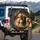 Friendly Golden Retriever Black Labrador Puppies Hay Den - Dog Lover Gift Spare Tire Cover - 3