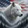 White Wolf American Flag Pine Forest - Independence Day Gift for Veterans Spare Tire Cover - 6