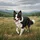 Playful Tri-Color Border Collie Grassy Field Hills Landscape - Dog Lover Gift Spare Tire Cover - 6