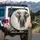 Majestic Elephant Head Ivory Tusks Portrait - Wildlife Lover Home Decor Gift Spare Tire Cover - 3