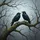 Black Ravens Gnarled Mossy Branch - Wildlife Lover Outdoor Gift Spare Tire Cover - 6